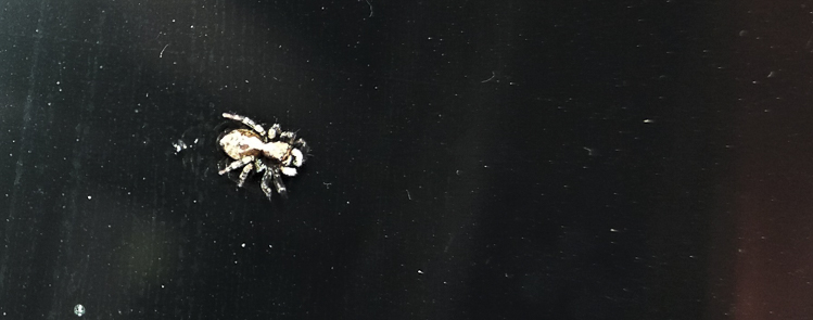 salticidae_137.jpg