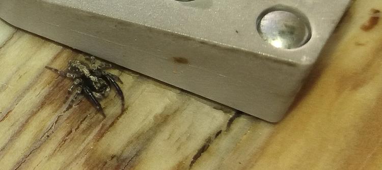 salticidae_138.jpg