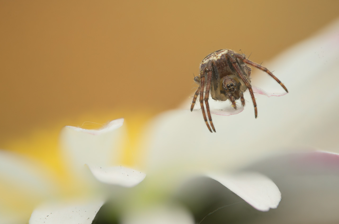 theridiidae_114b.jpg