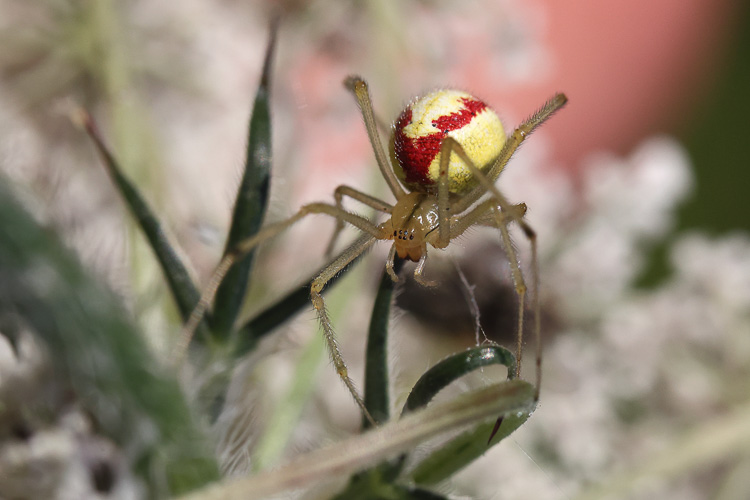 theridiidae_115.jpg