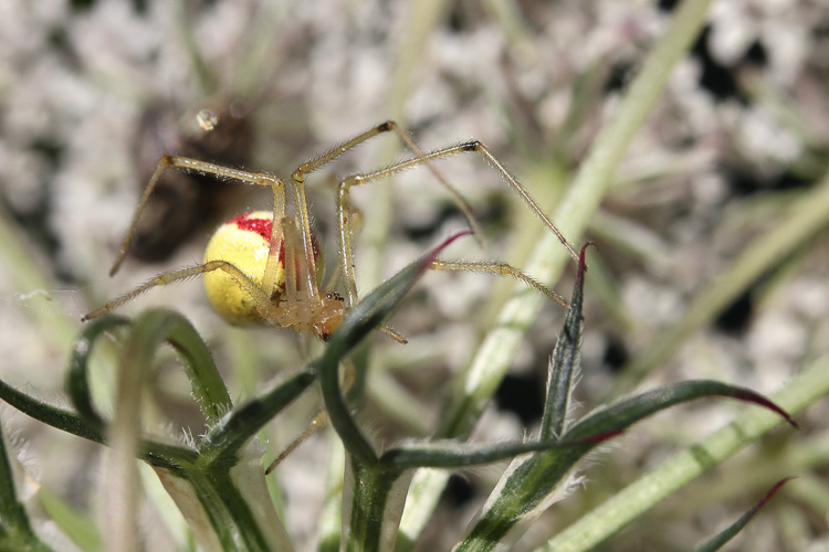theridiidae_116.jpg