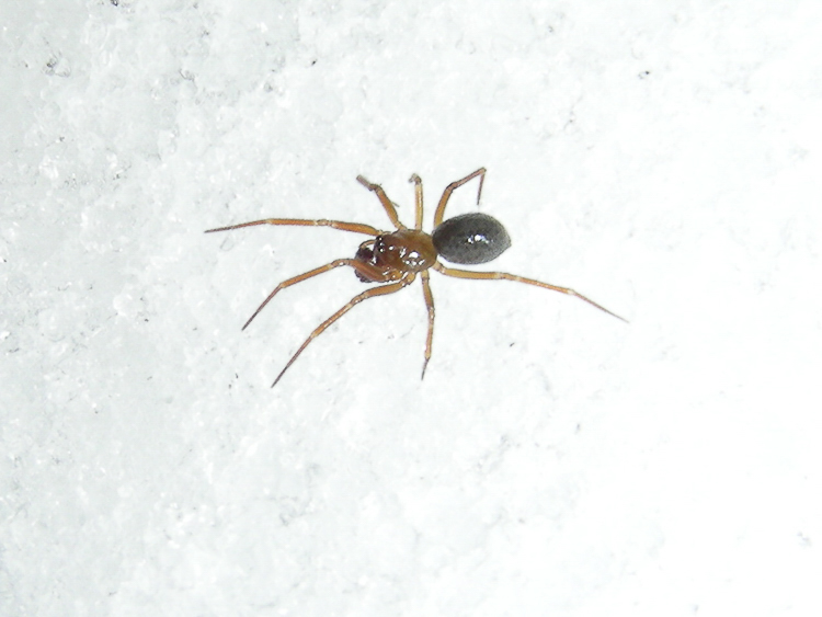 theridiidae_117.jpg