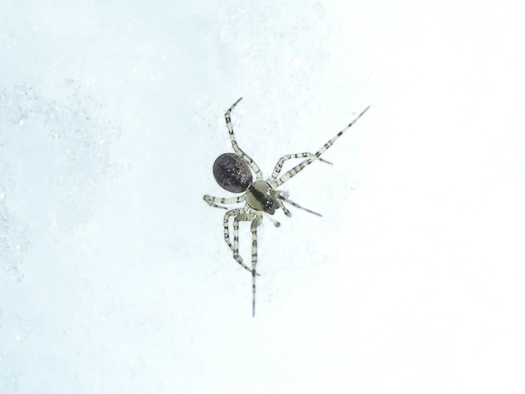 theridiidae_148.jpg