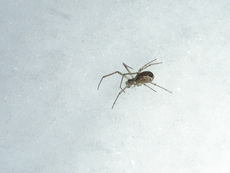 theridiidae_154.jpg