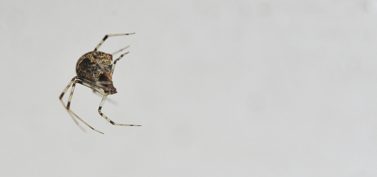 theridiidae_171.jpg