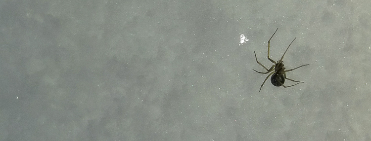 theridiidae_184.jpg