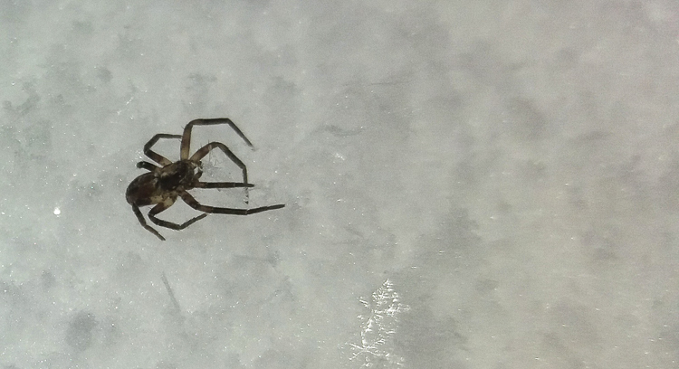 theridiidae_187.jpg