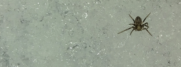 theridiidae_188.jpg