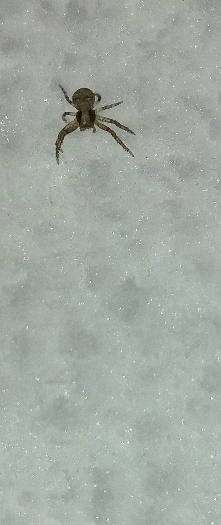theridiidae_189.jpg