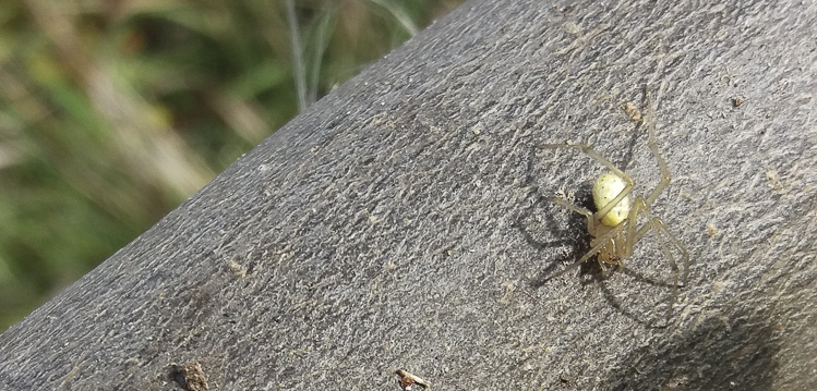 theridiidae_190.jpg