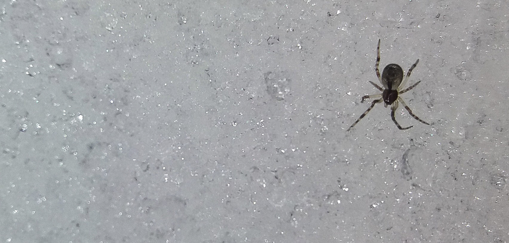 theridiidae_191.jpg