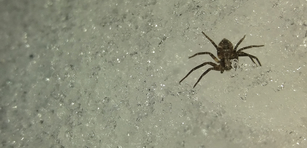 theridiidae_193.jpg