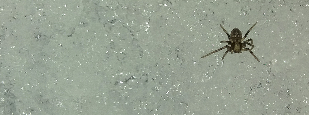theridiidae_194.jpg