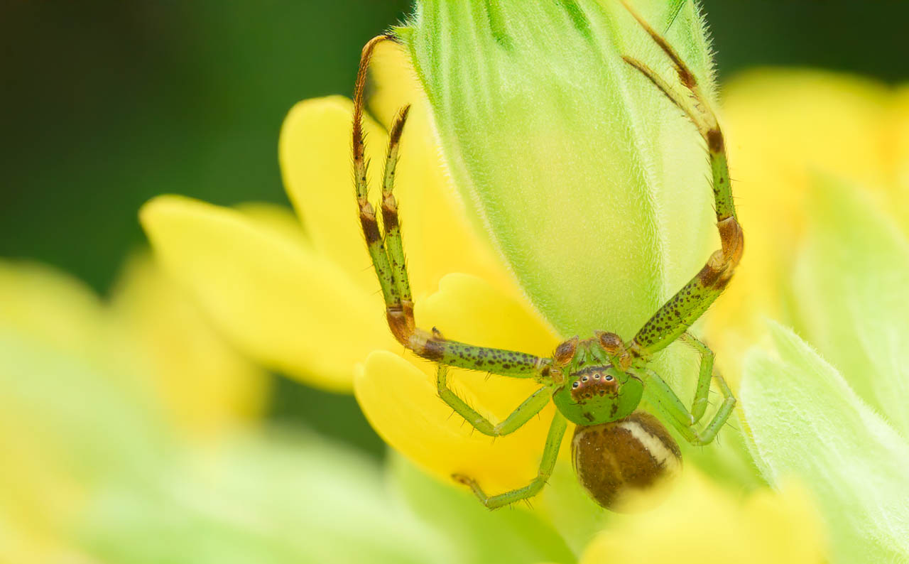 thomisidae_059b.jpg