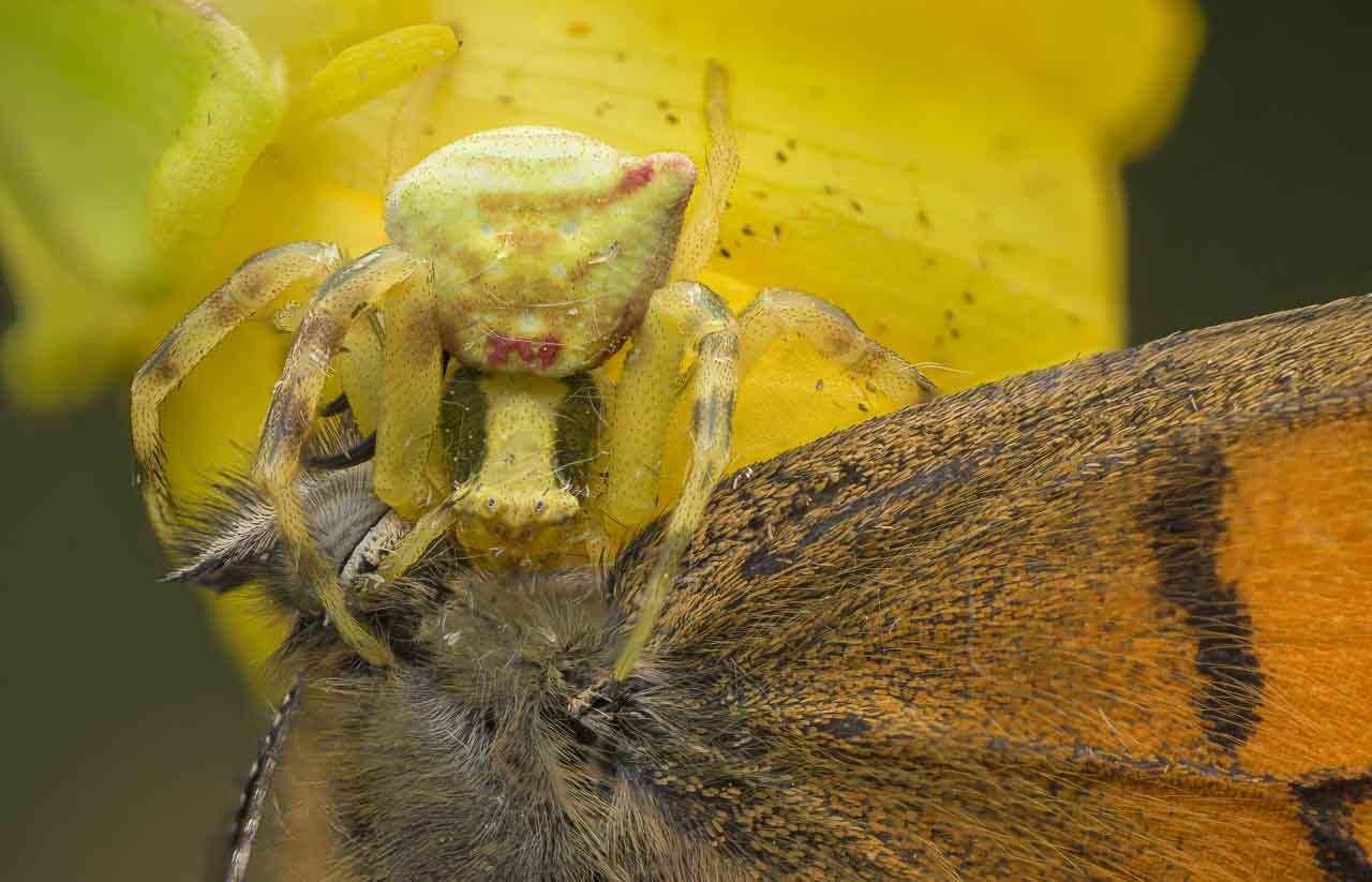 thomisidae_060.jpg