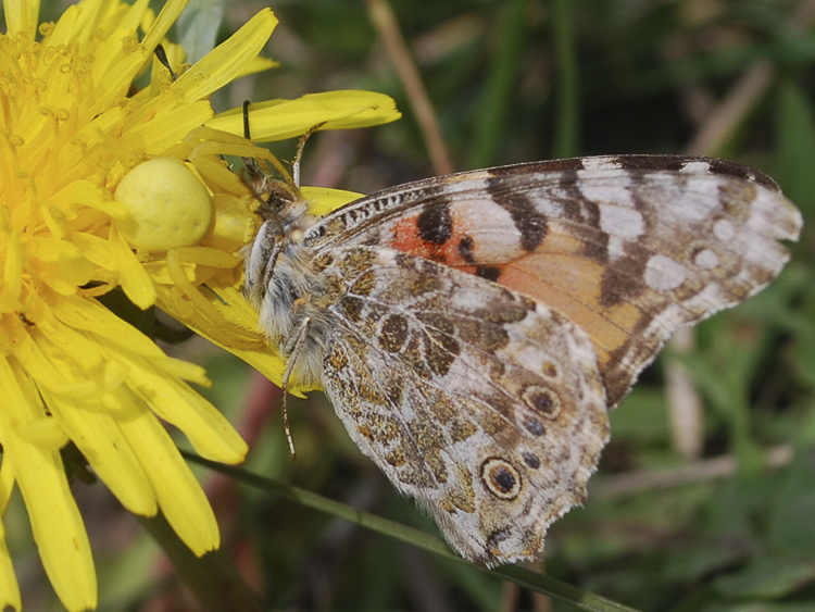 thomisidae_070.jpg