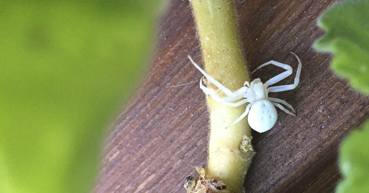 thomisidae_089.jpg