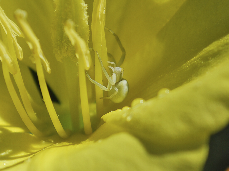 thomisidae_090.jpg