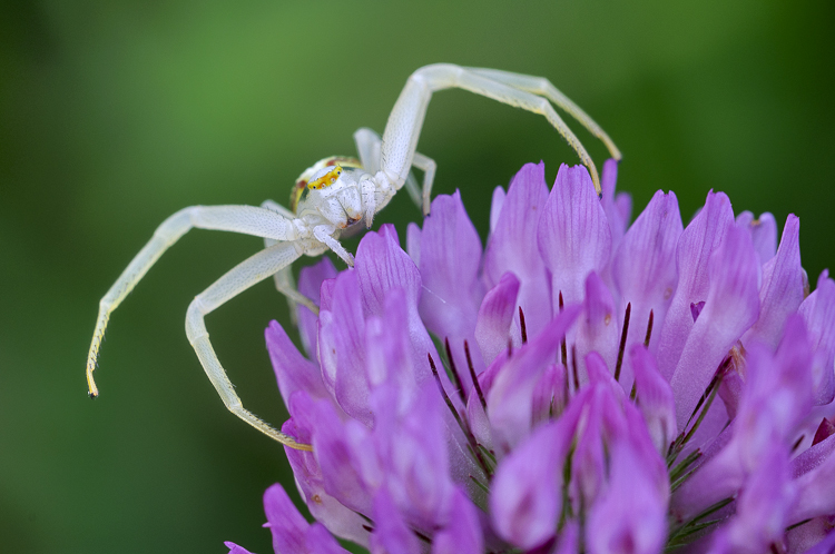 thomisidae_092.jpg