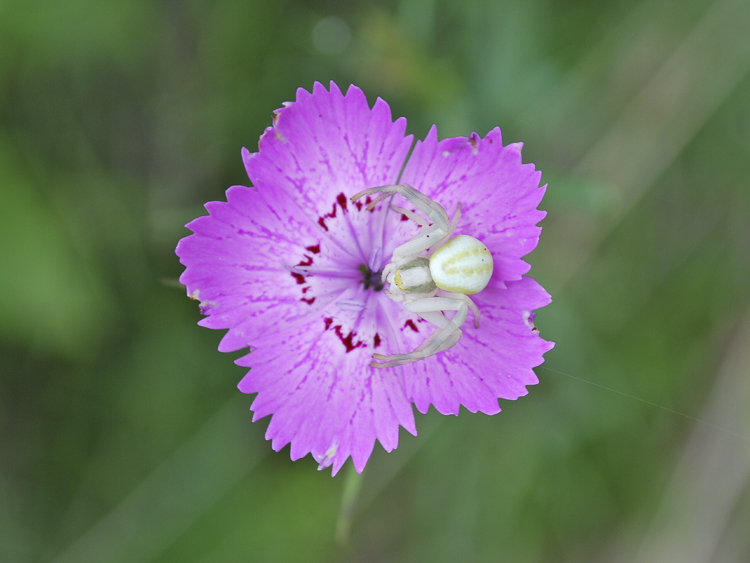 thomisidae_099.jpg