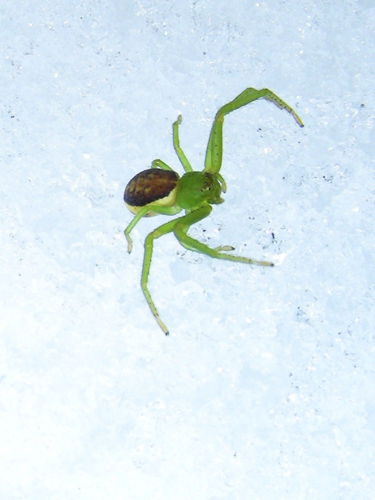 thomisidae_114.jpg