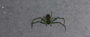 thomisidae_115.jpg