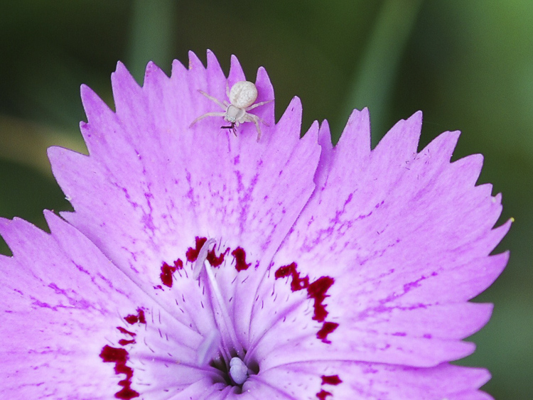 thomisidae_143.jpg
