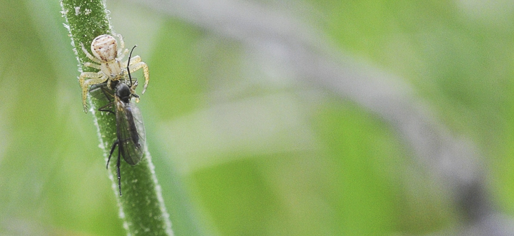 thomisidae_144.jpg
