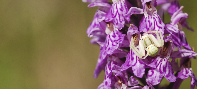 thomisidae_146.jpg