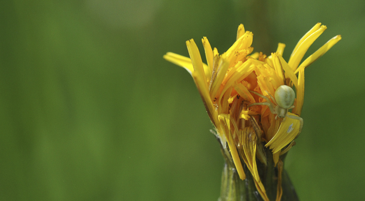 thomisidae_147.jpg