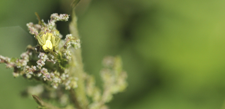 thomisidae_148.jpg
