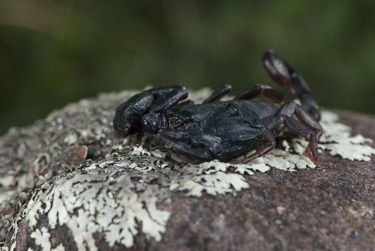 scorpioni_097.jpg
