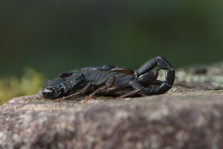 scorpioni_099.jpg