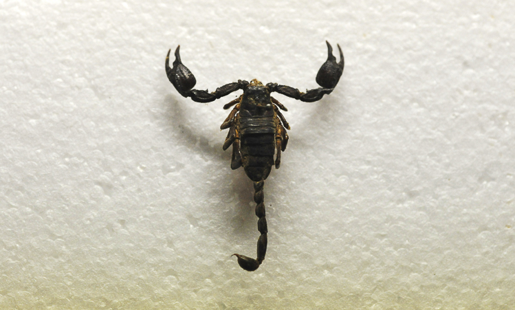 scorpioni_100.jpg