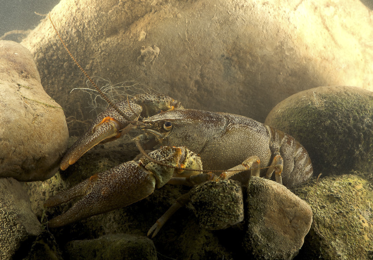 gambero_di_fiume_072.jpg
