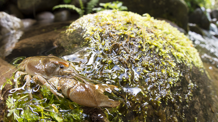 gambero_di_fiume_080.jpg