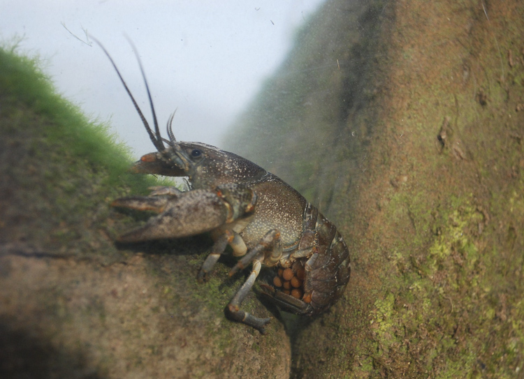 gambero_di_fiume_085.jpg