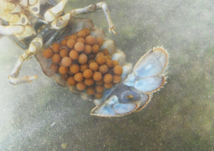 gambero_di_fiume_086.jpg