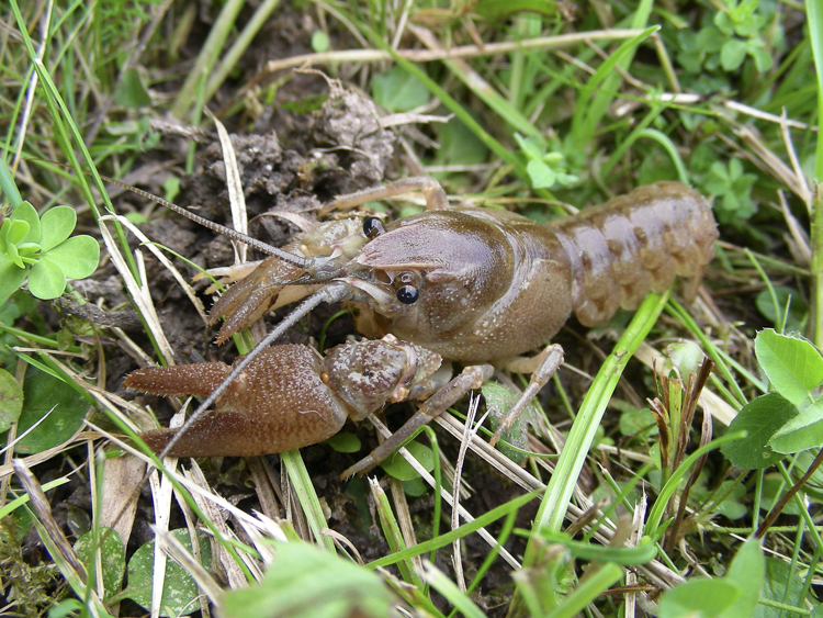 gambero_di_fiume_088.jpg