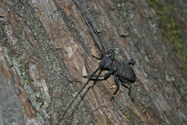 cerambicidi_036.jpg