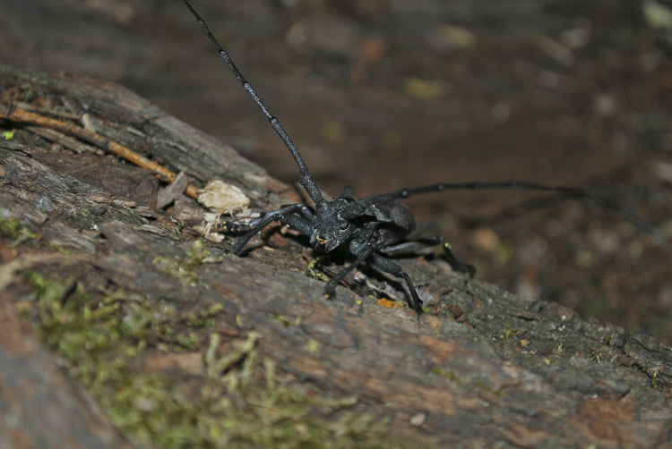 cerambicidi_038.jpg