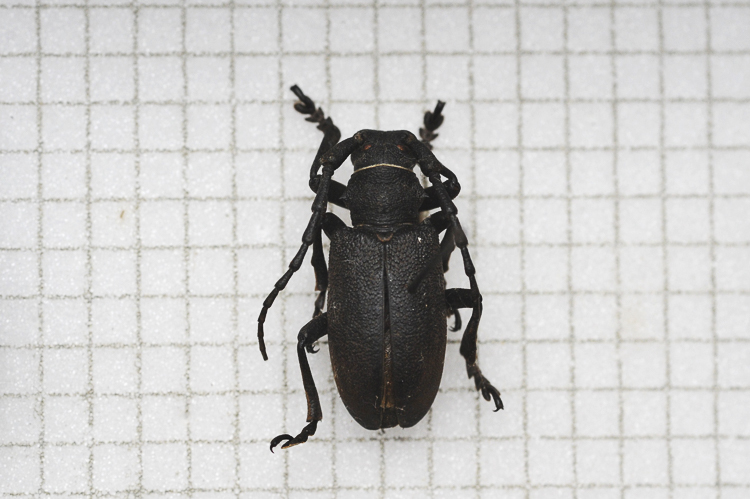 cerambicidi_sp_098.jpg