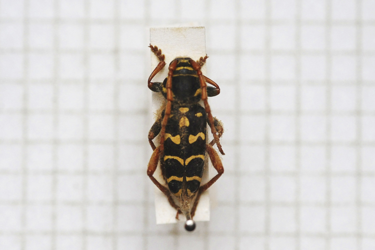 cerambicidi_sp_104.jpg