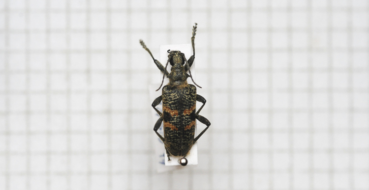 cerambicidi_sp_108.jpg