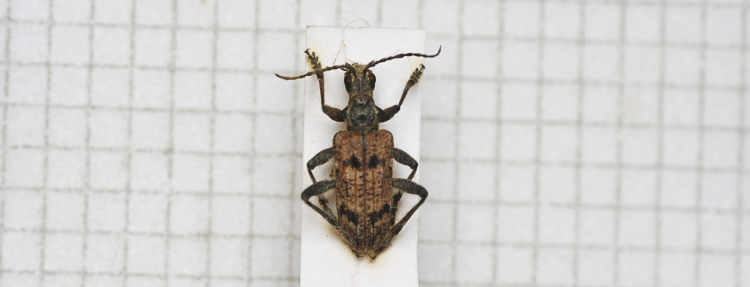 cerambicidi_sp_109.jpg