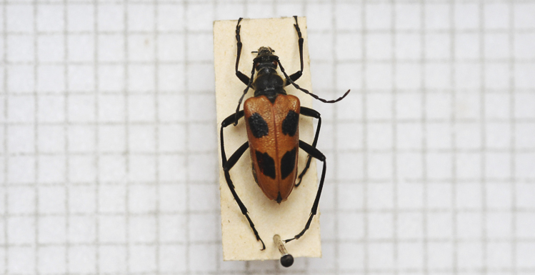 cerambicidi_sp_110.jpg