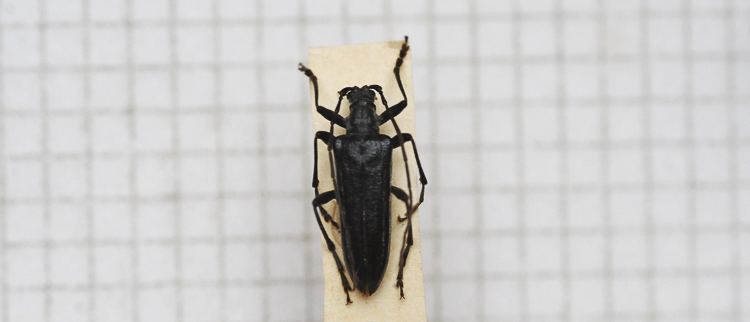 cerambicidi_sp_111.jpg