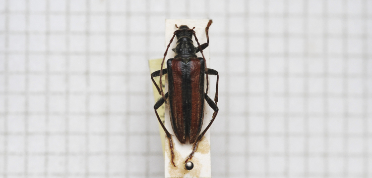 cerambicidi_sp_112.jpg
