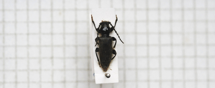 cerambicidi_sp_113.jpg