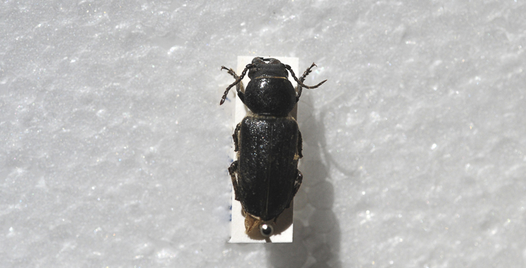 cerambicidi_sp_115.jpg